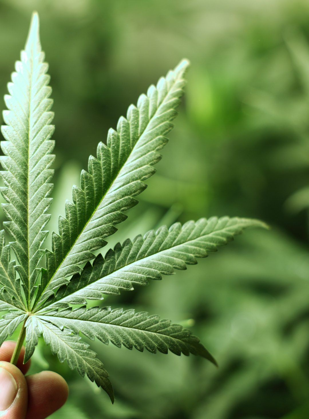 How marijuana is affecting your workplace