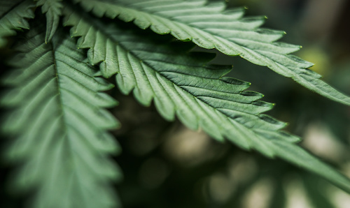 Marijuana: Frequently Asked Questions